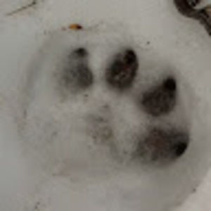 Meet your Posher, Joseph